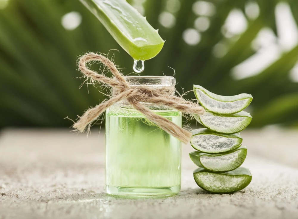 barbadensis aloe vera Buy 'Large Aloe Vera Plants - Aloe barbadensis' Care and Growing Guide main image 0